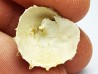 GASTEROPODE : Calyptraea costaria - Aquitanien - Roquefort (40)