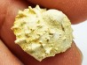 GASTROPOD: Calyptraea costaria - Aquitanian - Roquefort, France