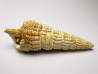 GASTROPOD: Terebralia bidentata - Aquitanian - La Saubotte, France