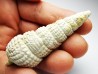 GASTROPOD: Terebralia bidentata - Aquitanian - La Saubotte, France