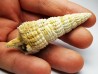 GASTROPOD: Terebralia bidentata - Aquitanian - La Saubotte, France