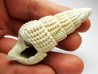 GASTROPOD: Terebralia bidentata - Aquitanian - La Saubotte, France
