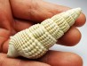 GASTROPOD: Terebralia bidentata - Aquitanian - La Saubotte, France