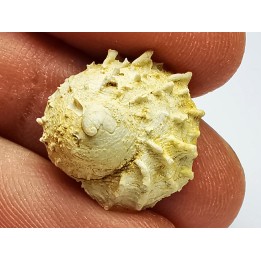 GASTEROPODE : Calyptraea costaria - Aquitanien - Roquefort (40)
