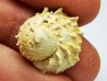 GASTEROPODE : Calyptraea costaria - Aquitanien - Roquefort (40)