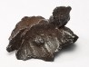 Météorite: SIDERITE IIAB - SIKHOTE ALIN - Russie