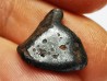 METEORITE: SIDERITE IIAB - SIKHOTE ALIN - Russie