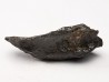 METEORITE: SIDERITE IIAB - SIKHOTE ALIN - Russie