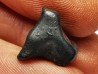 Météorite: SIDERITE IIAB - SIKHOTE ALIN - Russie