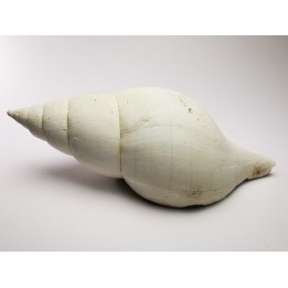 GASTEROPODE : Fasciolaria apicina - Pléistocène - Floride