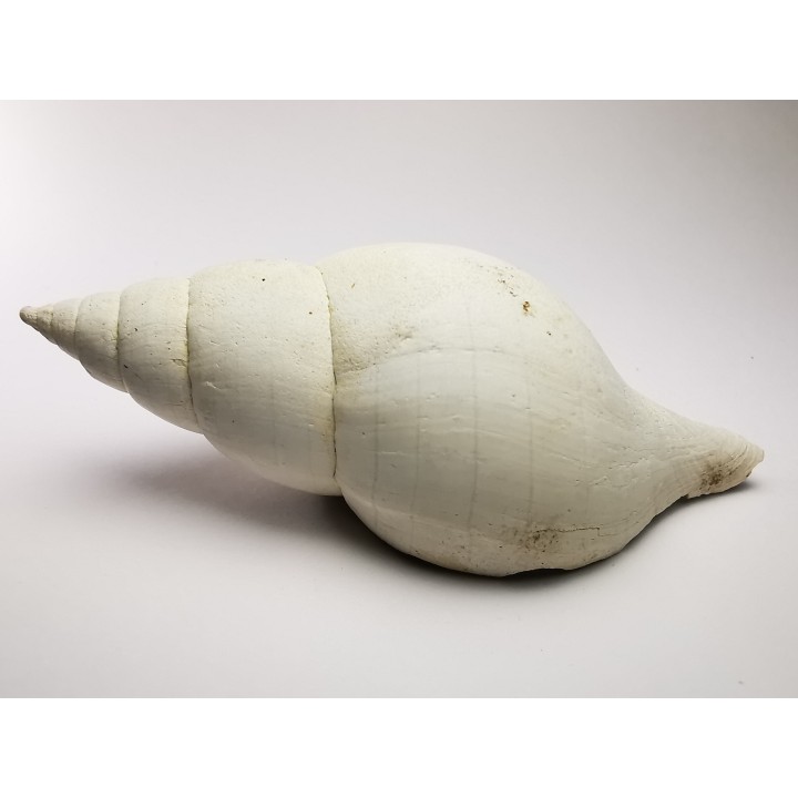 GASTEROPODE : Fasciolaria apicina - Pléistocène - Floride