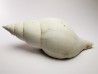 GASTEROPODE : Fasciolaria apicina - Pléistocène - Floride