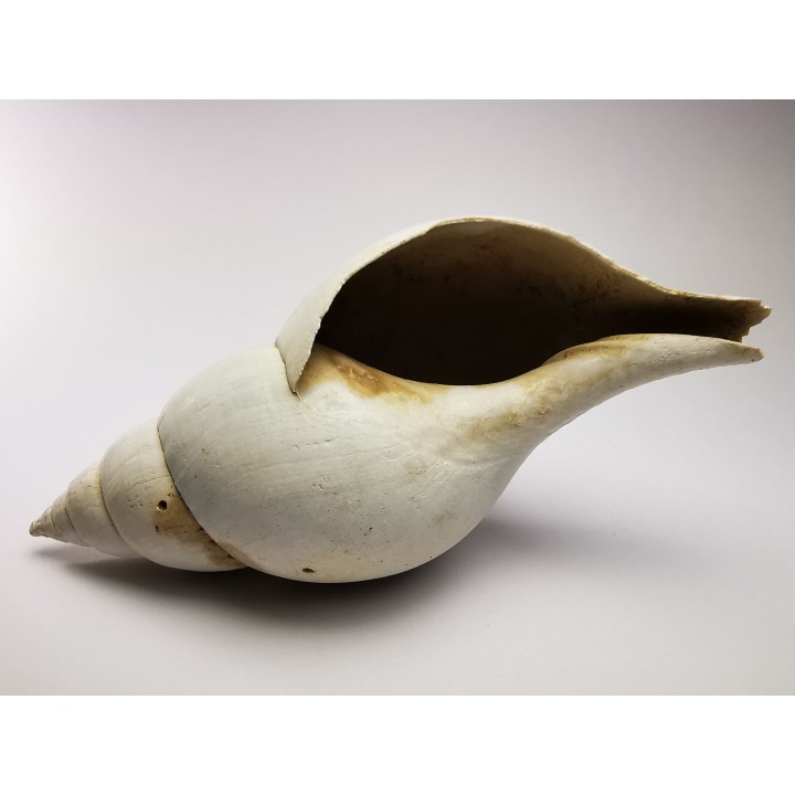GASTEROPODE : Fasciolaria apicina - Pléistocène - Floride