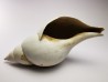 GASTROPOD: Fasciolaria apicina - Pleistocene - Florida, USA