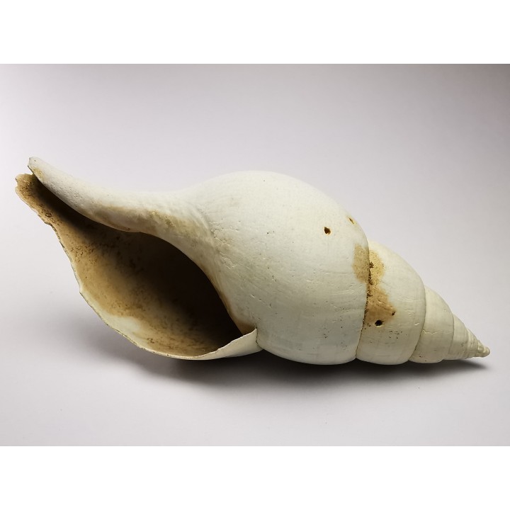 GASTEROPODE : Fasciolaria apicina - Pléistocène - Floride