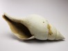 GASTROPOD: Fasciolaria apicina - Pleistocene - Florida, USA
