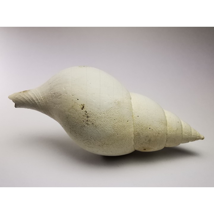 GASTROPOD: Fasciolaria apicina - Pleistocene - Florida, USA