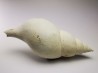 GASTEROPODE : Fasciolaria apicina - Pléistocène - Floride