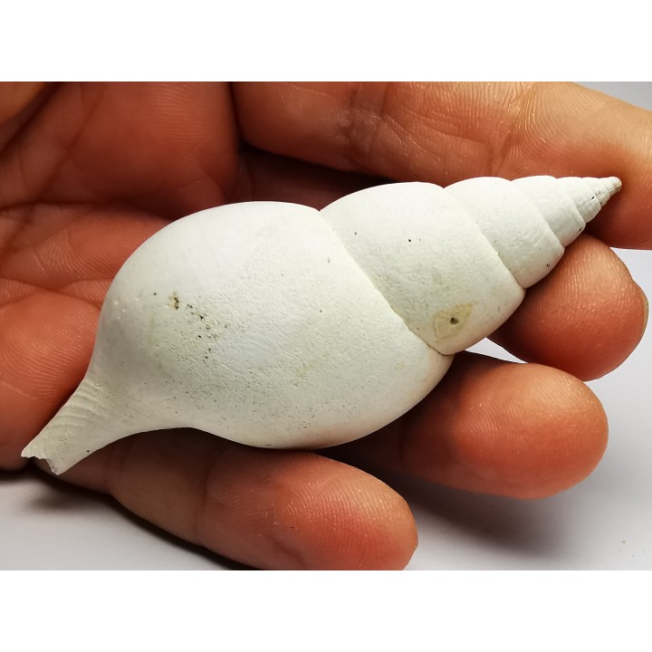 GASTROPOD: Fasciolaria apicina - Pleistocene - Florida, USA