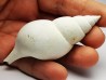 GASTEROPODE : Fasciolaria apicina - Pléistocène - Floride