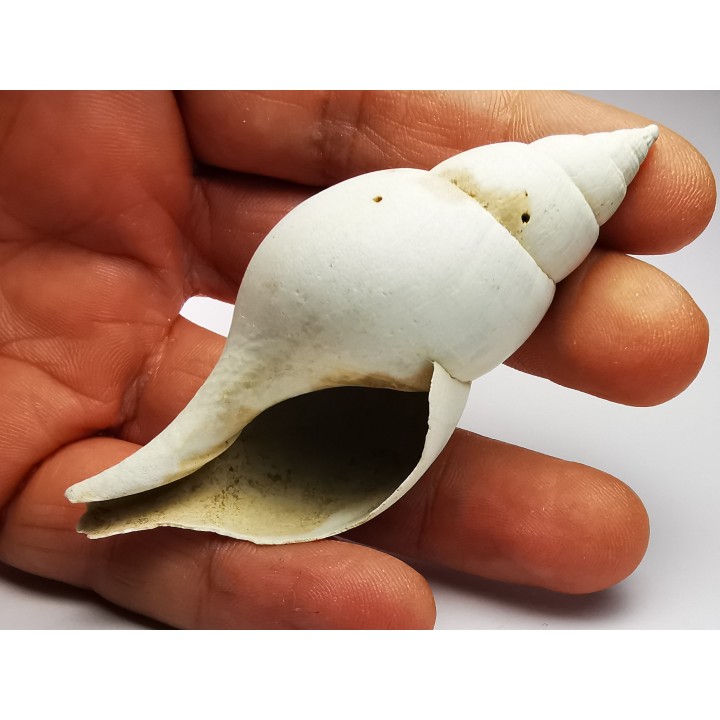 GASTROPOD: Fasciolaria apicina - Pleistocene - Florida, USA