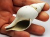 GASTEROPODE : Fasciolaria apicina - Pléistocène - Floride