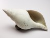 GASTEROPODE : Fasciolaria apicina - Pléistocène - Floride