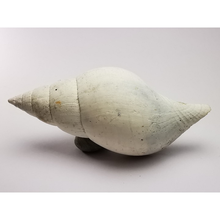 GASTEROPODE : Fasciolaria apicina - Pléistocène - Floride