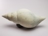 GASTEROPODE : Fasciolaria apicina - Pléistocène - Floride