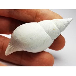 GASTROPOD: Fasciolaria apicina - Pleistocene - Florida, USA