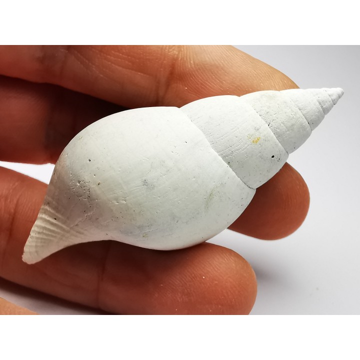 GASTROPOD: Fasciolaria apicina - Pleistocene - Florida, USA