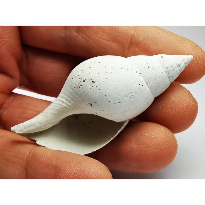 GASTEROPODE : Fasciolaria apicina - Pléistocène - Floride