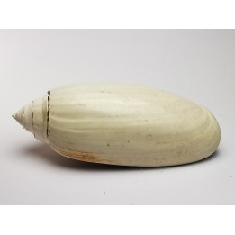 GASTEROPODE : Oliva reticularis - Pléistocène - Floride