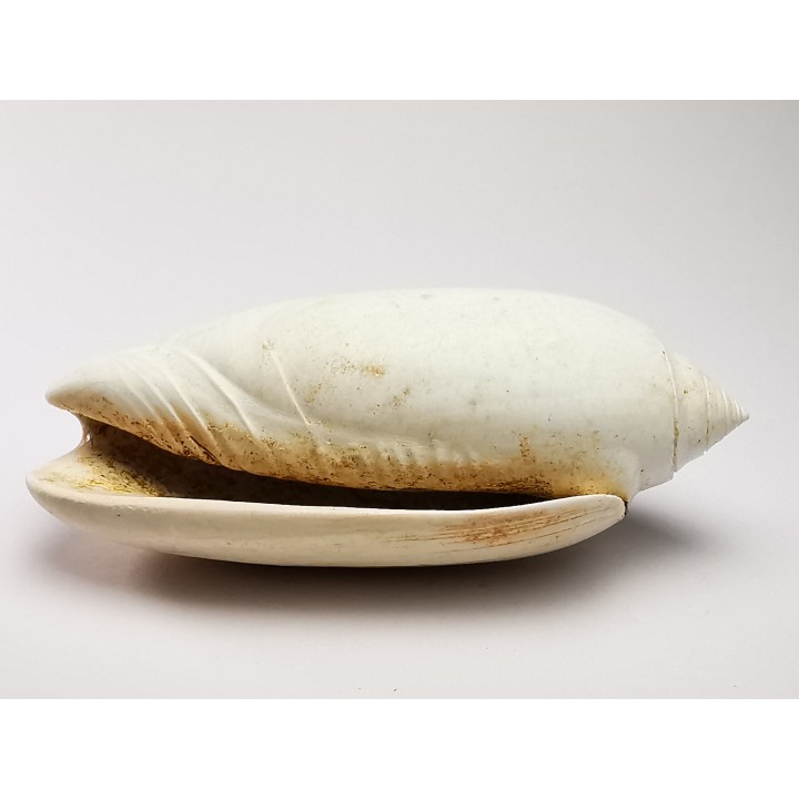 GASTROPOD: Oliva reticularis - Pleistocene - Florida, USA