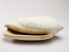 GASTROPOD: Oliva reticularis - Pleistocene - Florida, USA