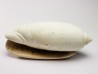 GASTEROPODE : Oliva reticularis - Pléistocène - Floride