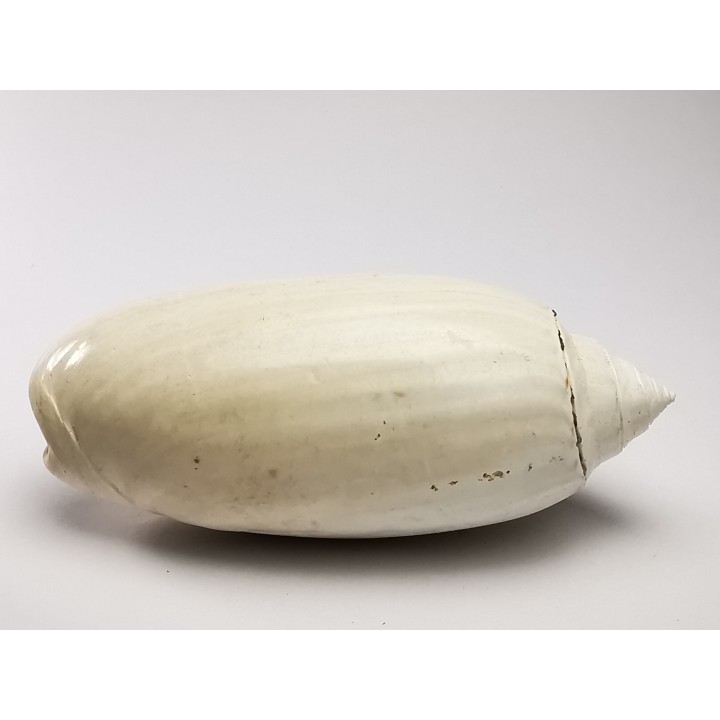 GASTROPOD: Oliva reticularis - Pleistocene - Florida, USA