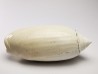 GASTROPOD: Oliva reticularis - Pleistocene - Florida, USA