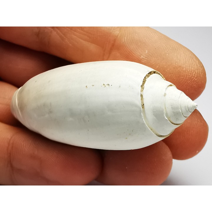 GASTEROPODE : Oliva reticularis - Pléistocène - Floride