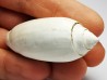 GASTROPOD: Oliva reticularis - Pleistocene - Florida, USA