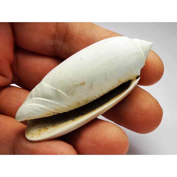GASTROPOD: Oliva reticularis - Pleistocene - Florida, USA
