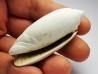 GASTROPOD: Oliva reticularis - Pleistocene - Florida, USA