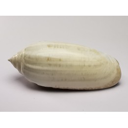 GASTROPOD: Oliva reticularis - Pleistocene - Florida, USA