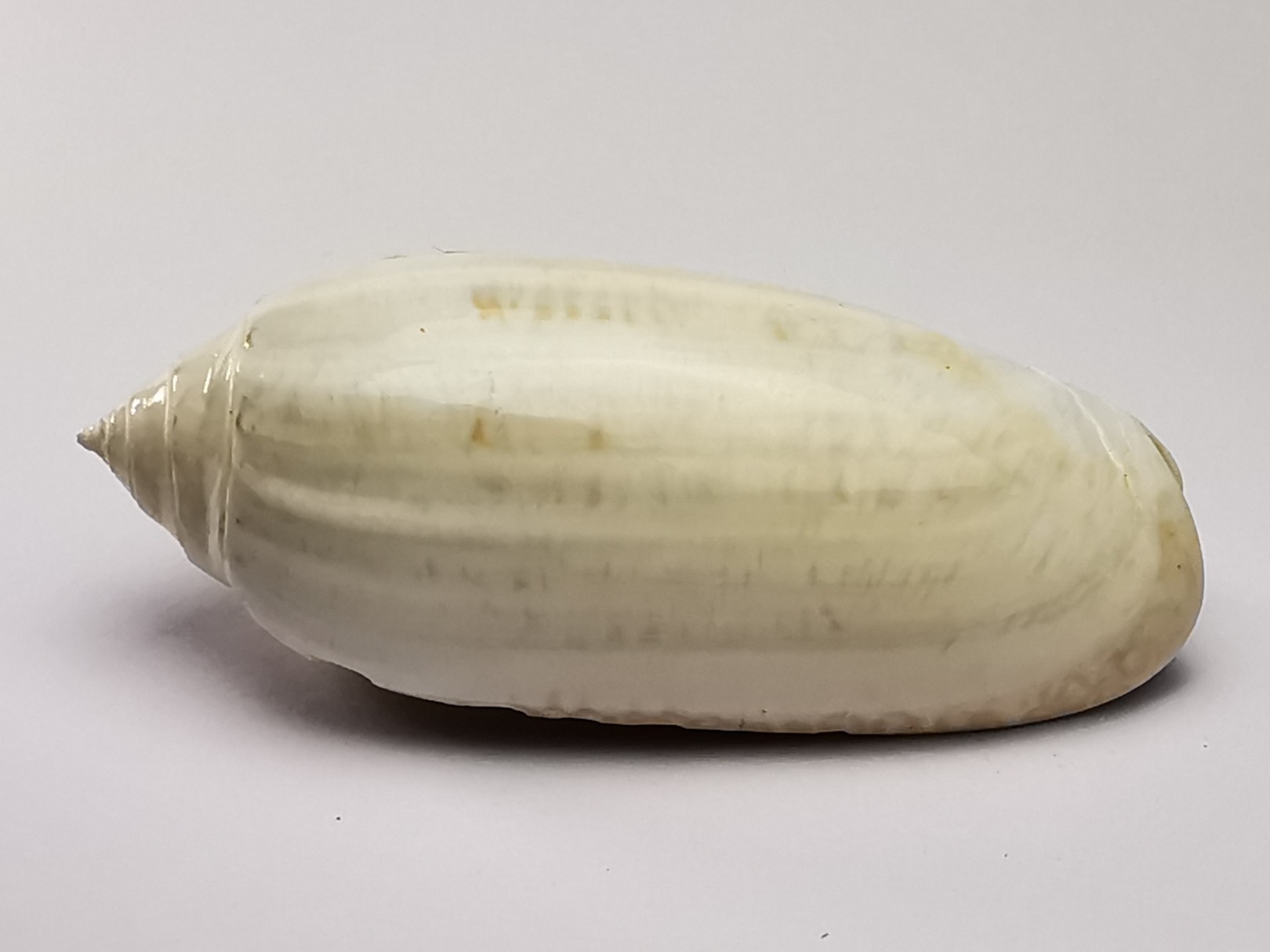 GASTEROPODE : Oliva reticularis - Pléistocène - Floride