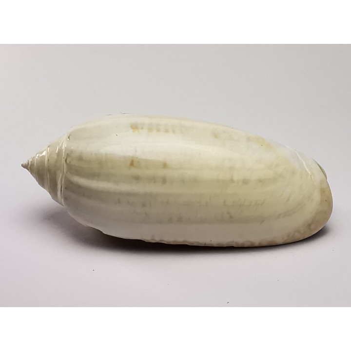 GASTROPOD: Oliva reticularis - Pleistocene - Florida, USA