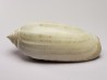 GASTROPOD: Oliva reticularis - Pleistocene - Florida, USA