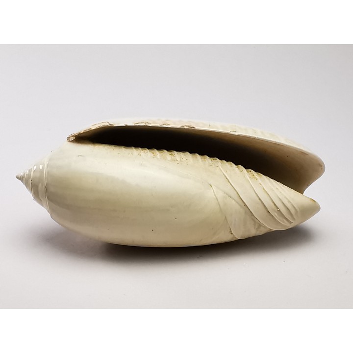 GASTEROPODE : Oliva reticularis - Pléistocène - Floride