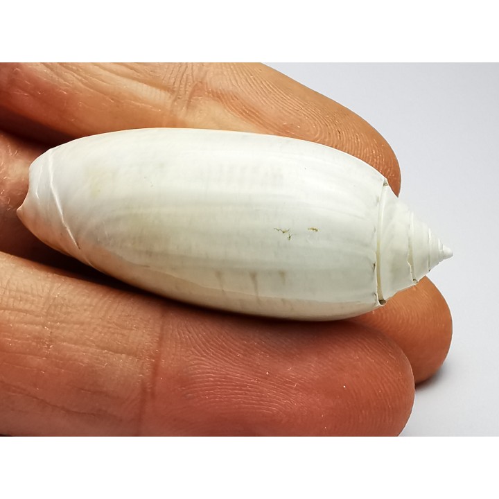 GASTEROPODE : Oliva reticularis - Pléistocène - Floride
