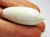 GASTEROPODE : Oliva reticularis - Pléistocène - Floride