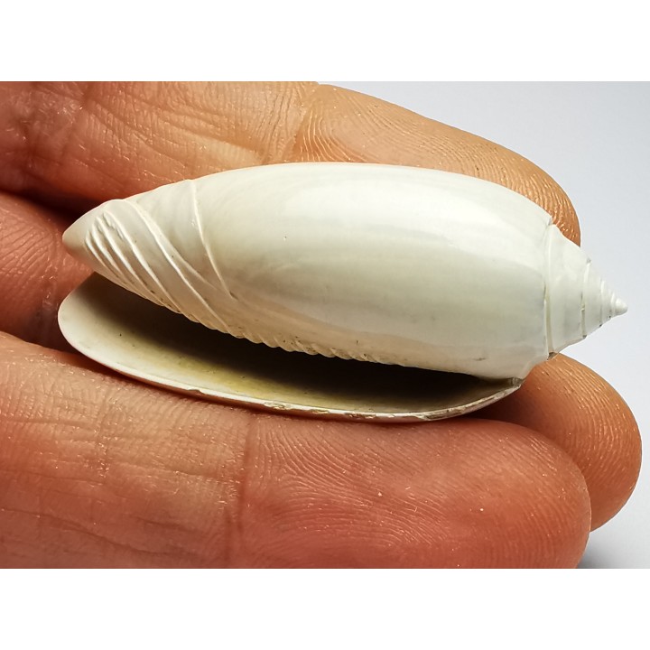 GASTROPOD: Oliva reticularis - Pleistocene - Florida, USA